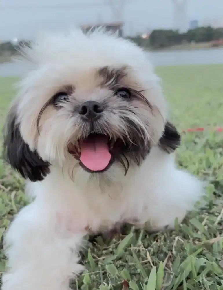 Anjing shit zhu