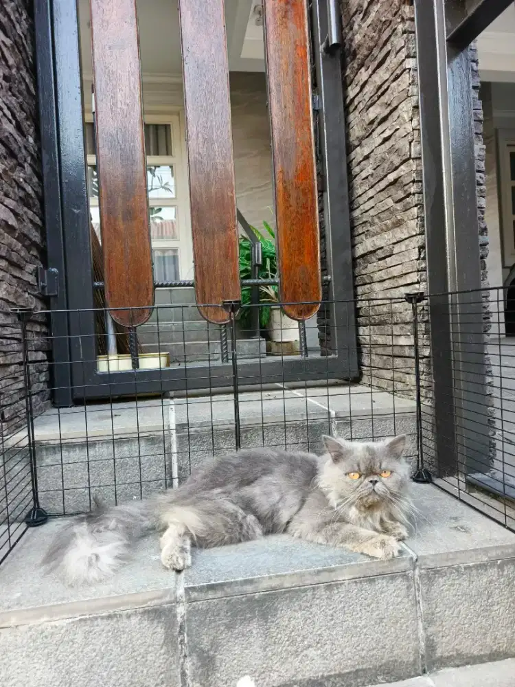 PEAKNOSE LONGHAIR BLUE SOLID