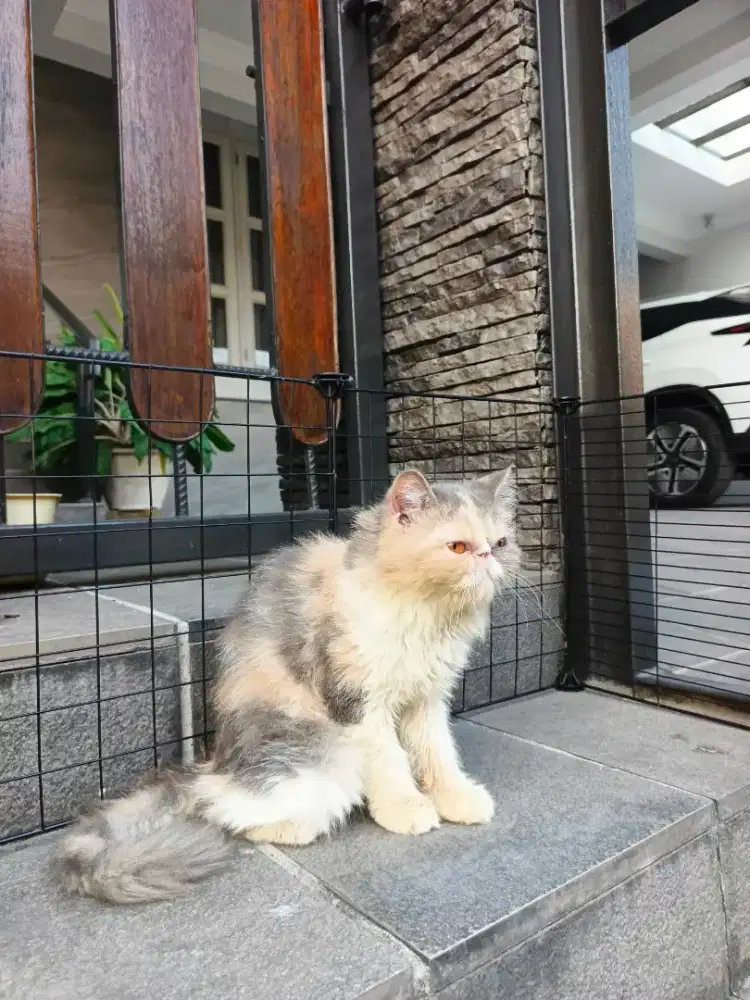 Peaknose exotic calico delute