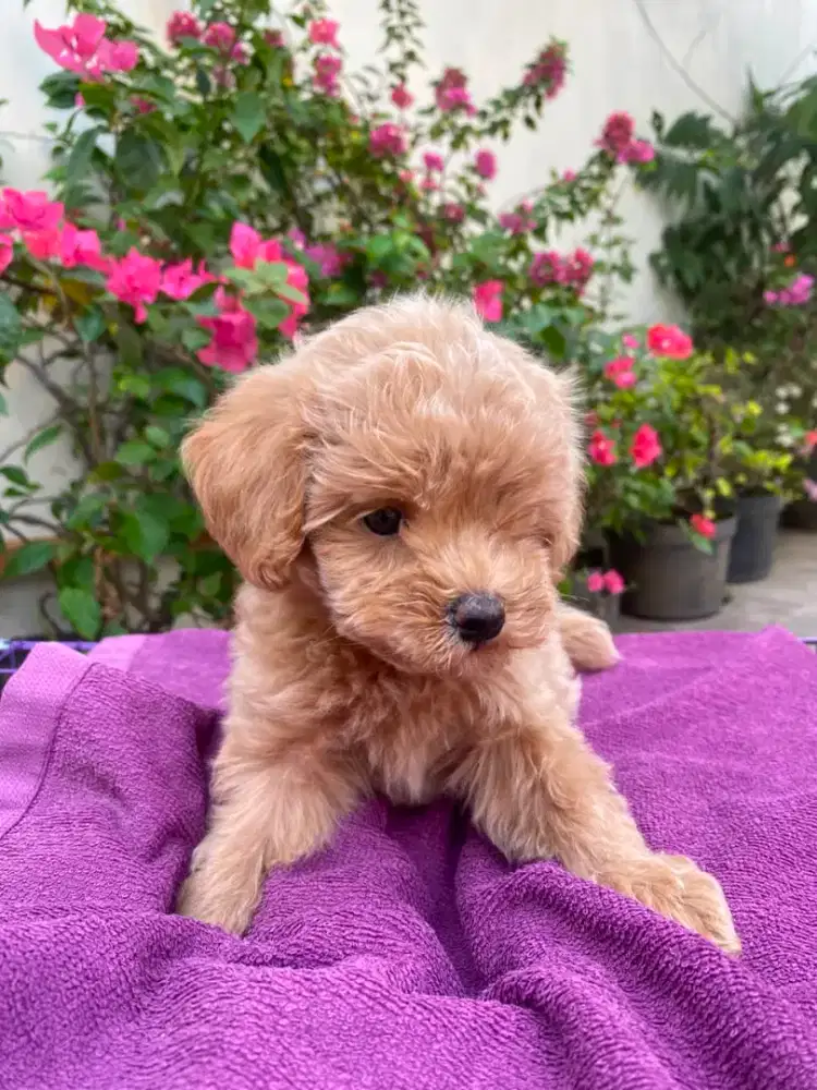 puppys poodle jantan betina