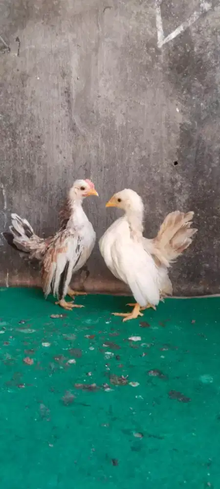 Anakan ayam Serama