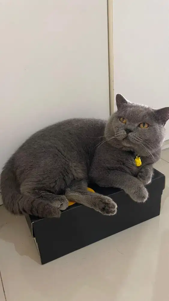 kucing bsh jantan