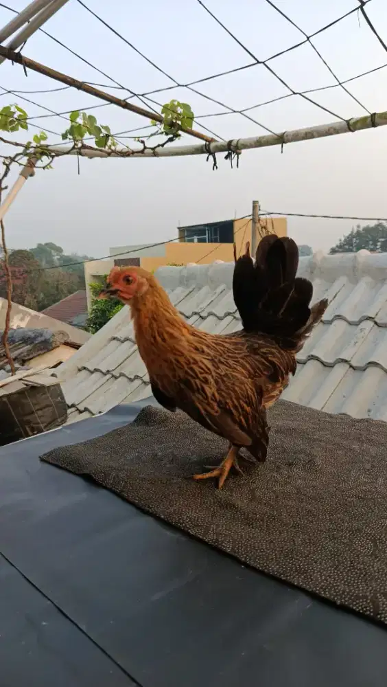 AYAM KATE BETINA USIA 7 BULAN