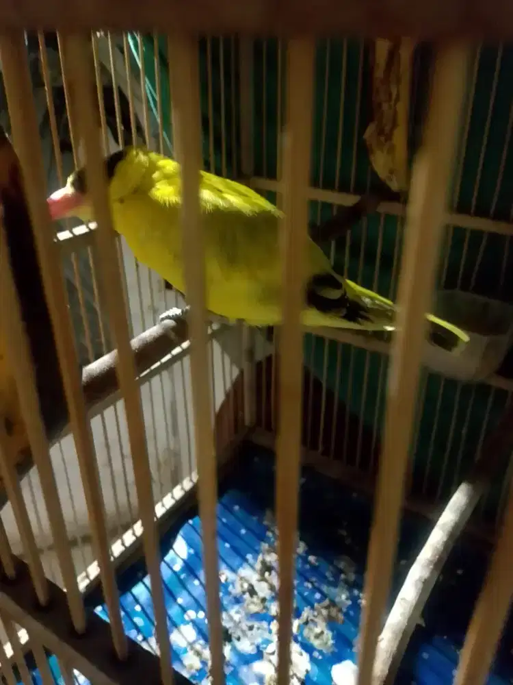 Di jual burung kepodang tt Kacer