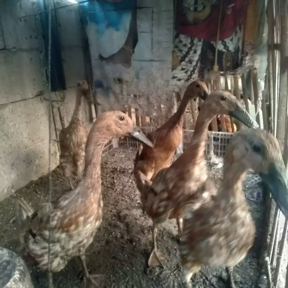 Bebek petelur ciledug
