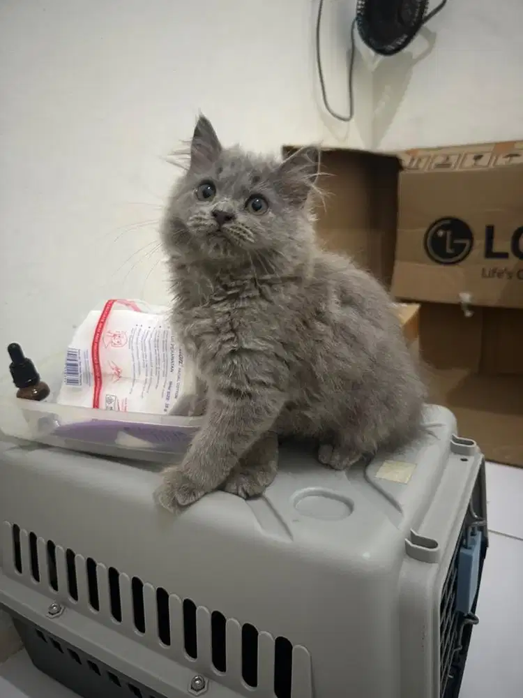LA kitten imoett