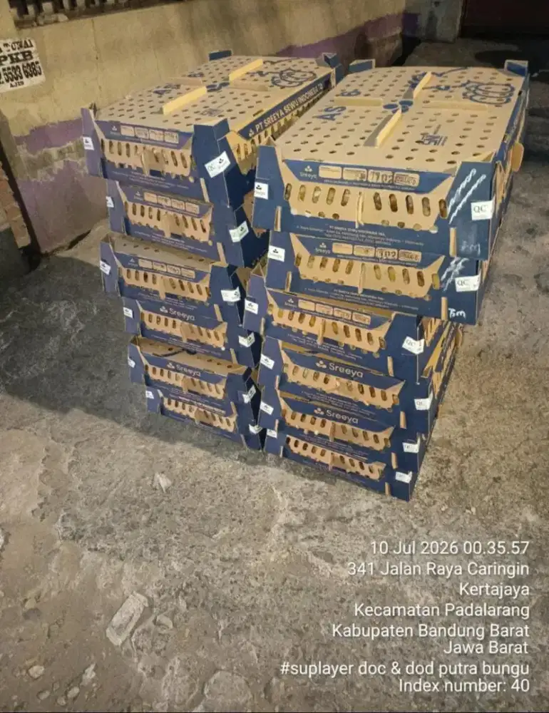 JUAL AYAM BIBIT