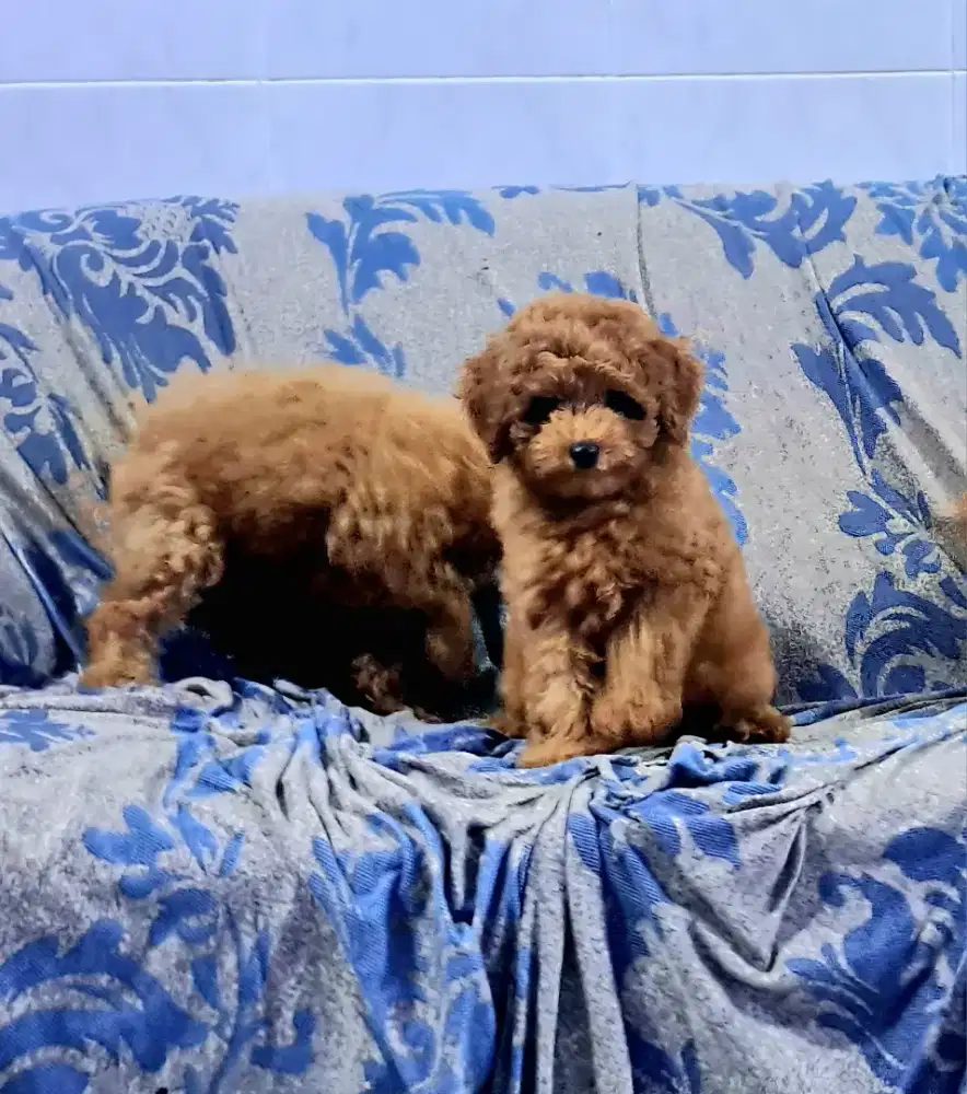 Puppy poodle asli - betina - usia 3 blnan - sehat lincah bulu halus