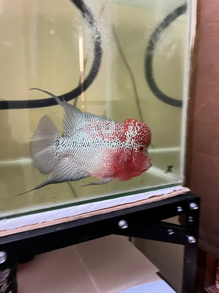 Ikan Lohan Cencu