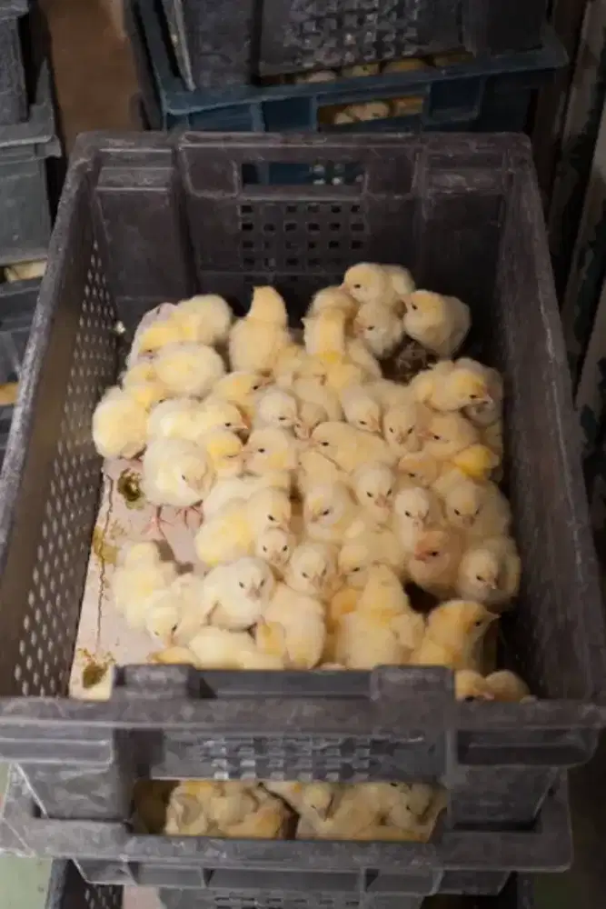 BIBIT AYAM BROILER DAN SEJENIS NYA