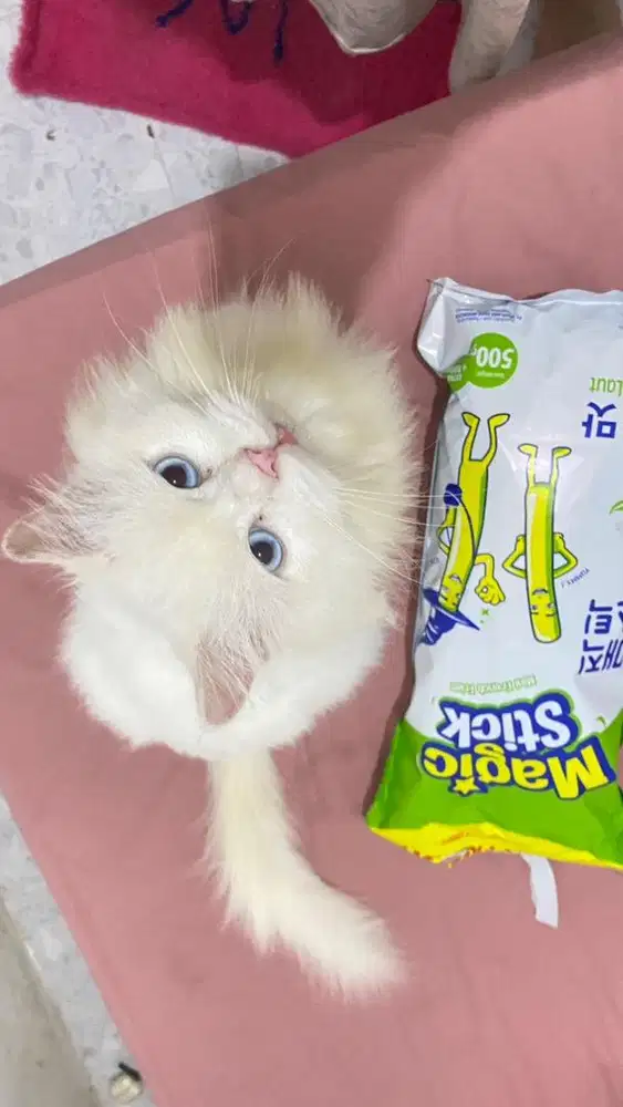 Open adopt kucing jantan