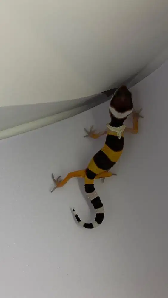 Baby Gecko (data aman)