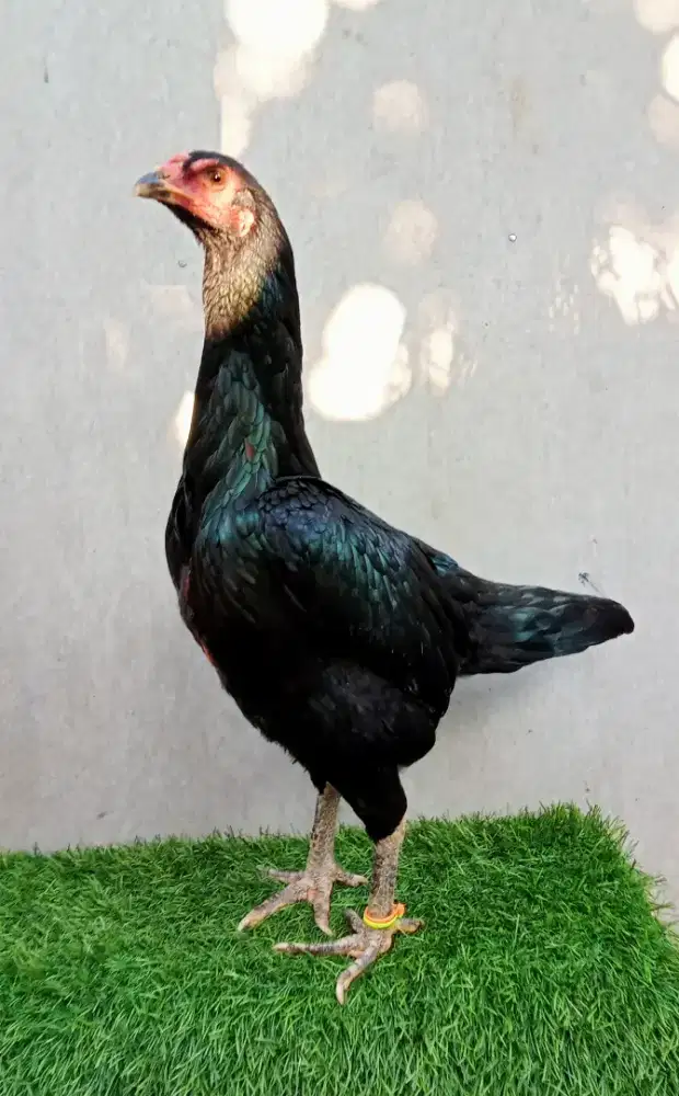 Ayam Pakhoy F1 Betina