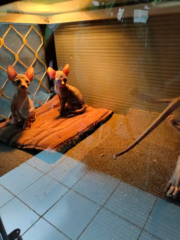 Sphynx siap adopsi usia satu bulan