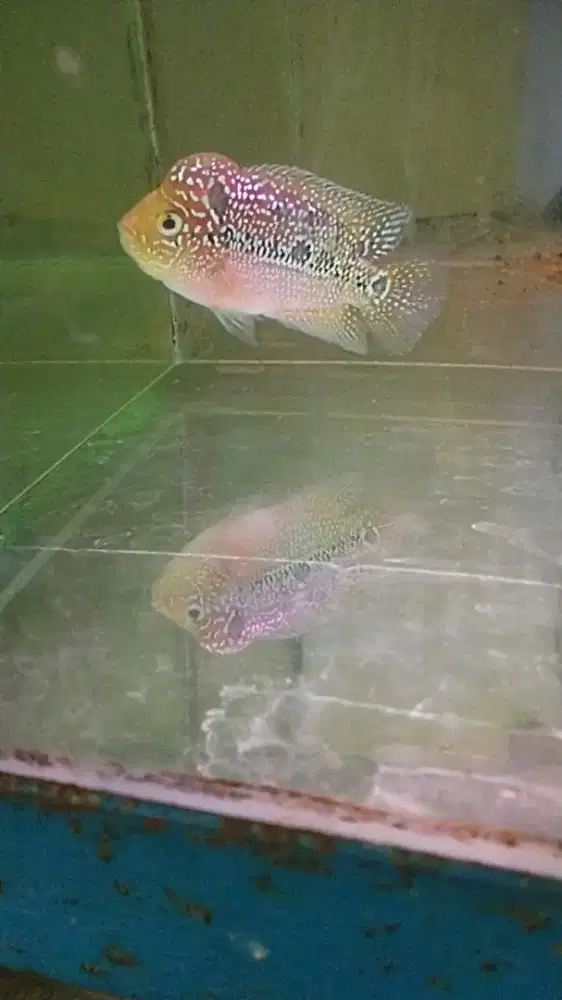Louhan kamfa f3 mata putih