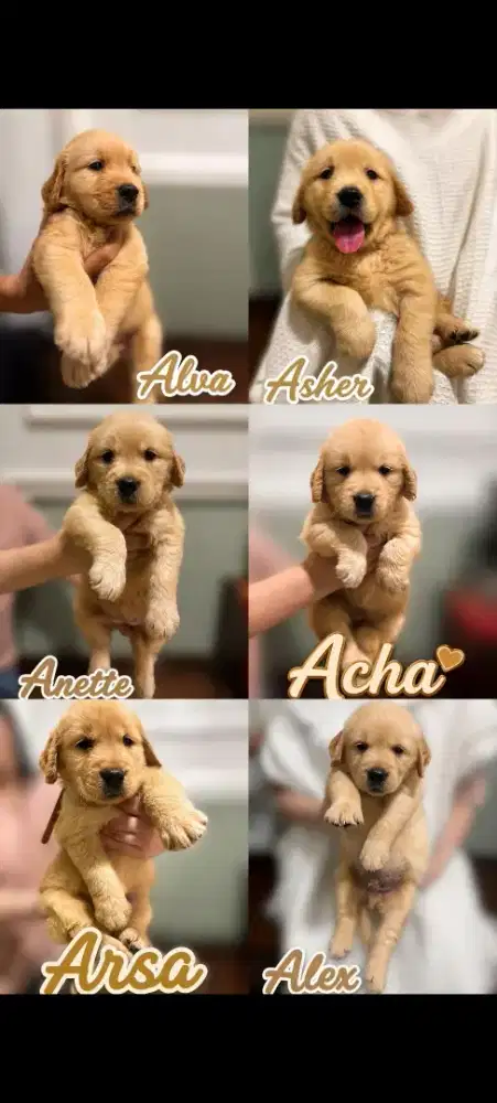Puppies Golden Retriever Big Bone Stamboom