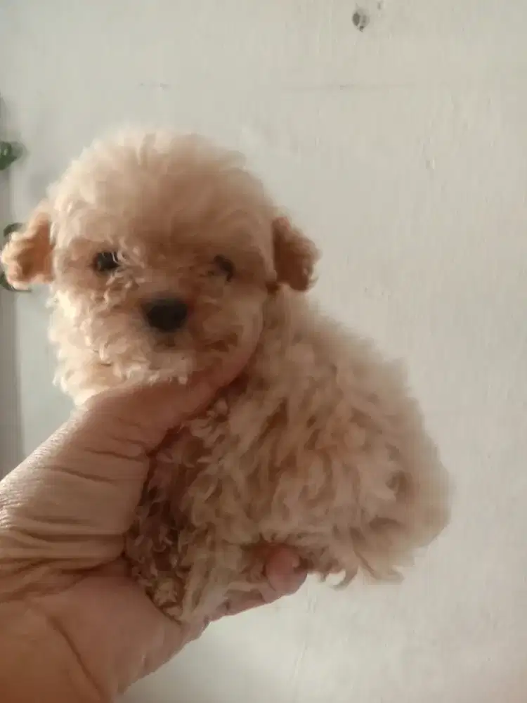 Anakan poodle jantan super kecil 2 bln