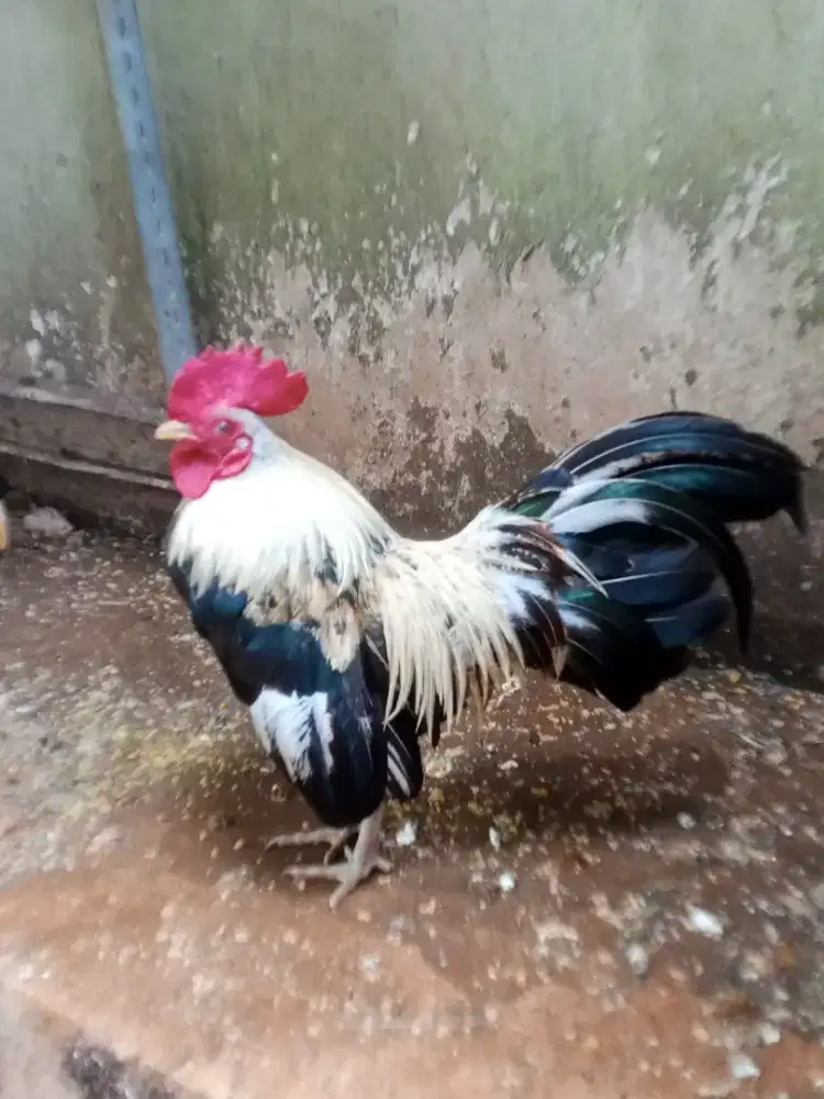 Ayam Kate jago hias