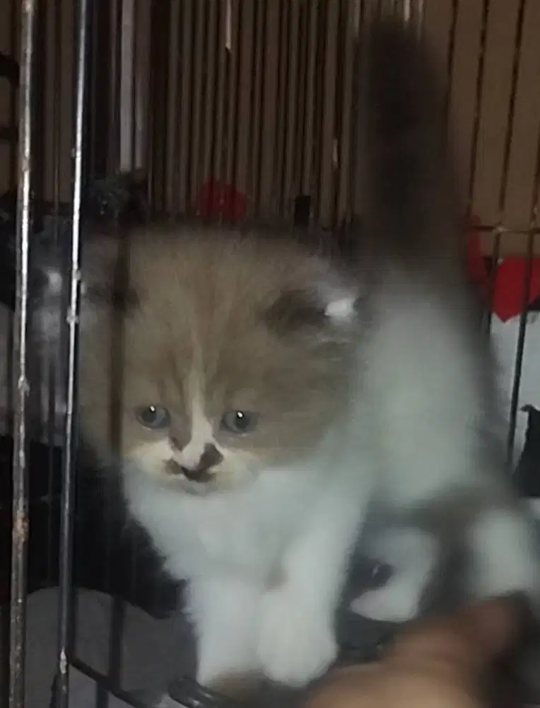 La adopsi kitten 2 bulan