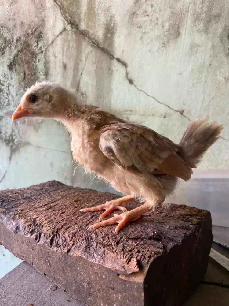 anak ayam elba umur 3 mingguan