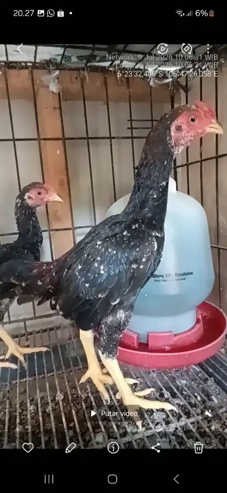 Ayam koshamo(anakan)