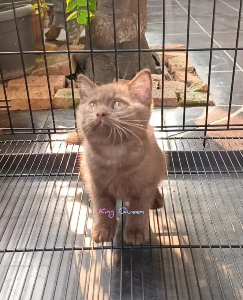 Kucing BSH British Shorthair Cinnamon Betina 2,5 bulan Non Ped