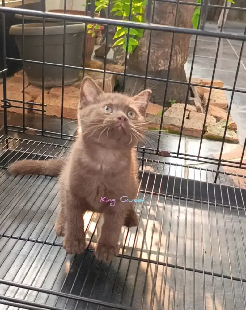 Kucing British Shorthair BSH Cinnamon Betina 2,5 bulan Non Ped