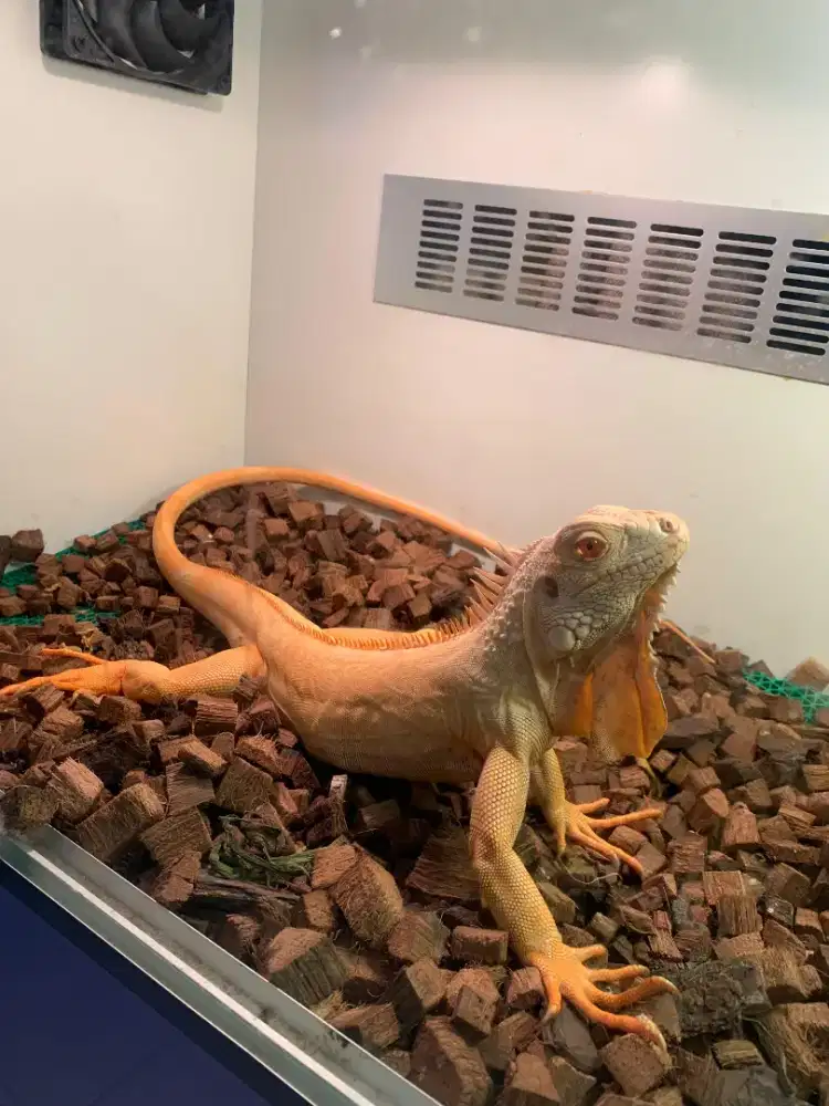 Iguana red albino juve jantan 90cm