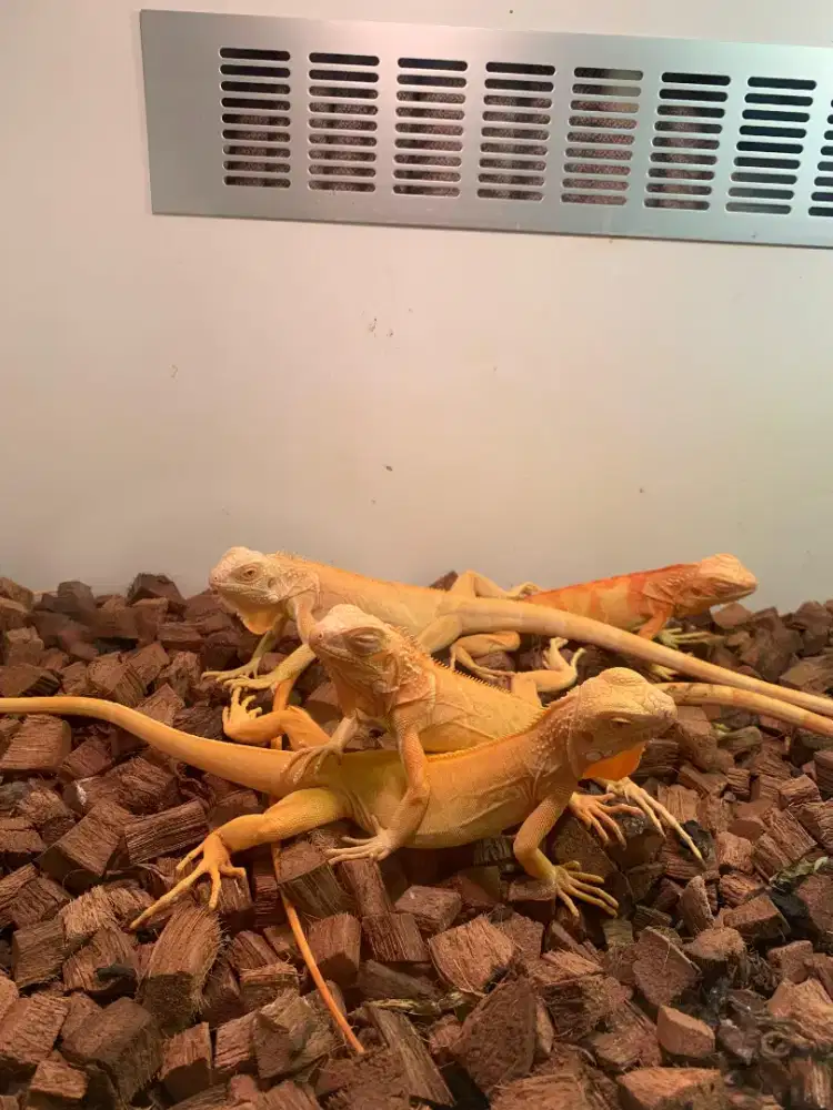 Iguana red albino baby up 50cm
