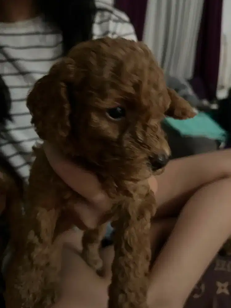 Toy poodle 1bln 1 jantan 2 betina red
