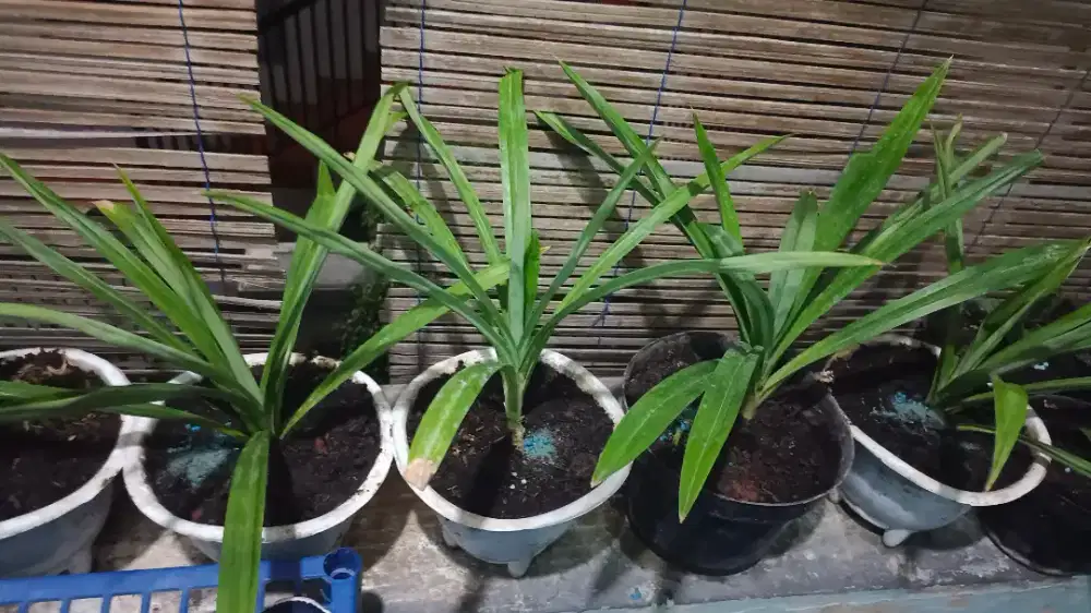 Bibit pohon pandan jumbo siap tanam tinggi 20 - 25cm
