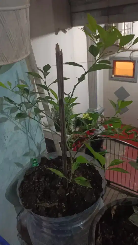 Pohon jeruk limo rimbun siap berbuah + pot