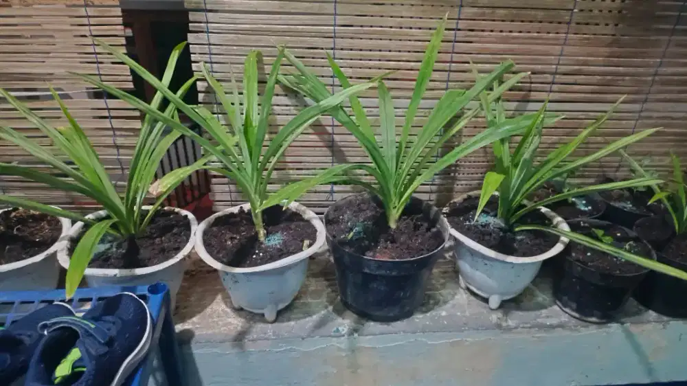 Hargaaa satuan Pohon pandan wangi + pot