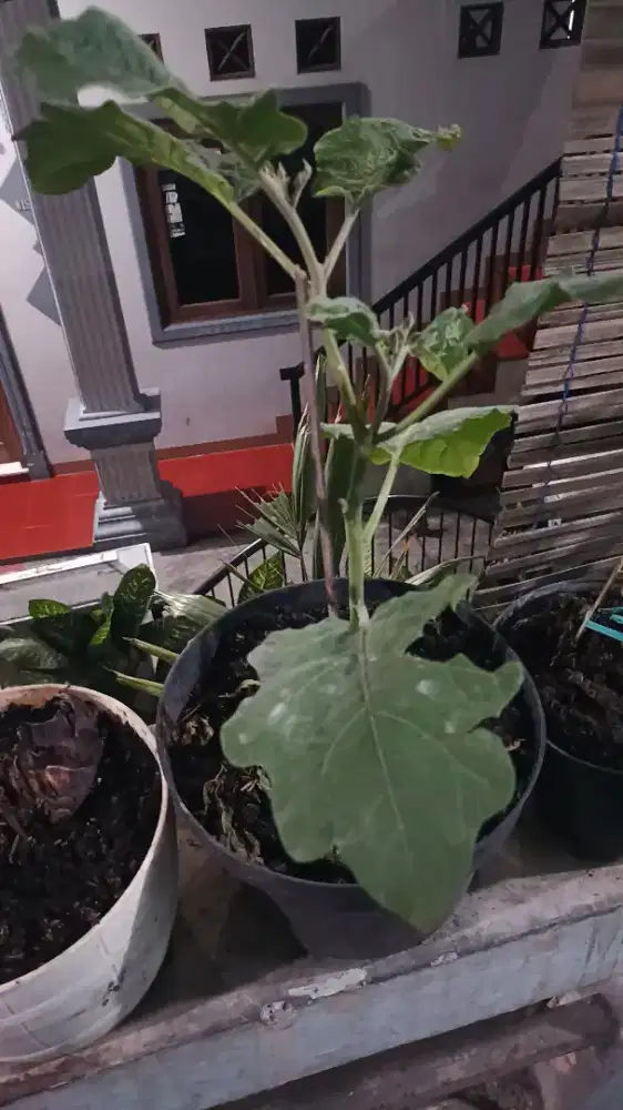 Pohon terong ungu siap berbuah + pot