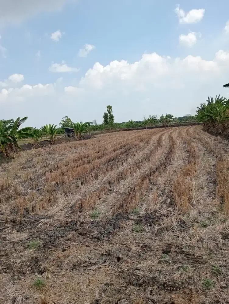 Dijual sawah SHM