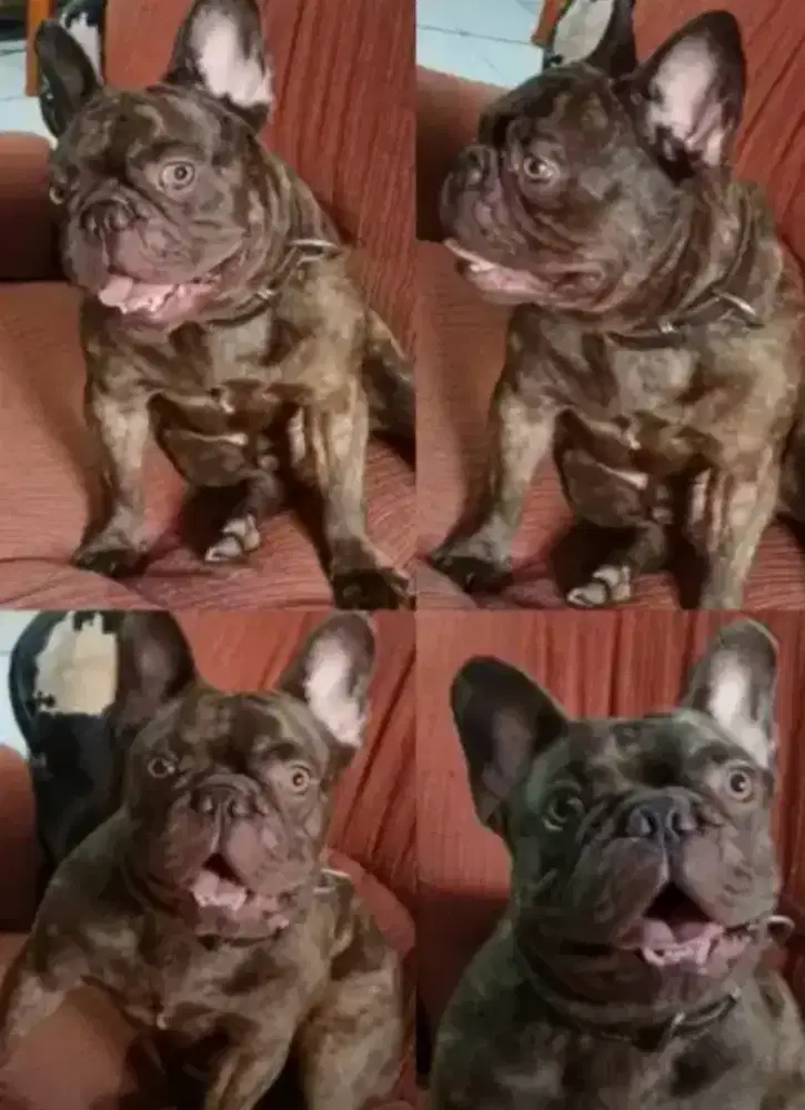 FRENCH BULLDOG REDEYE EXOTIC