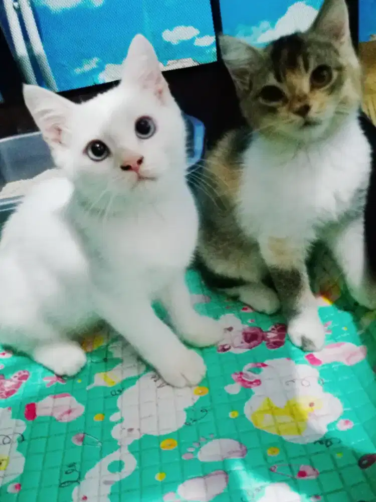 Lepas adopsi 2 ekor kitten