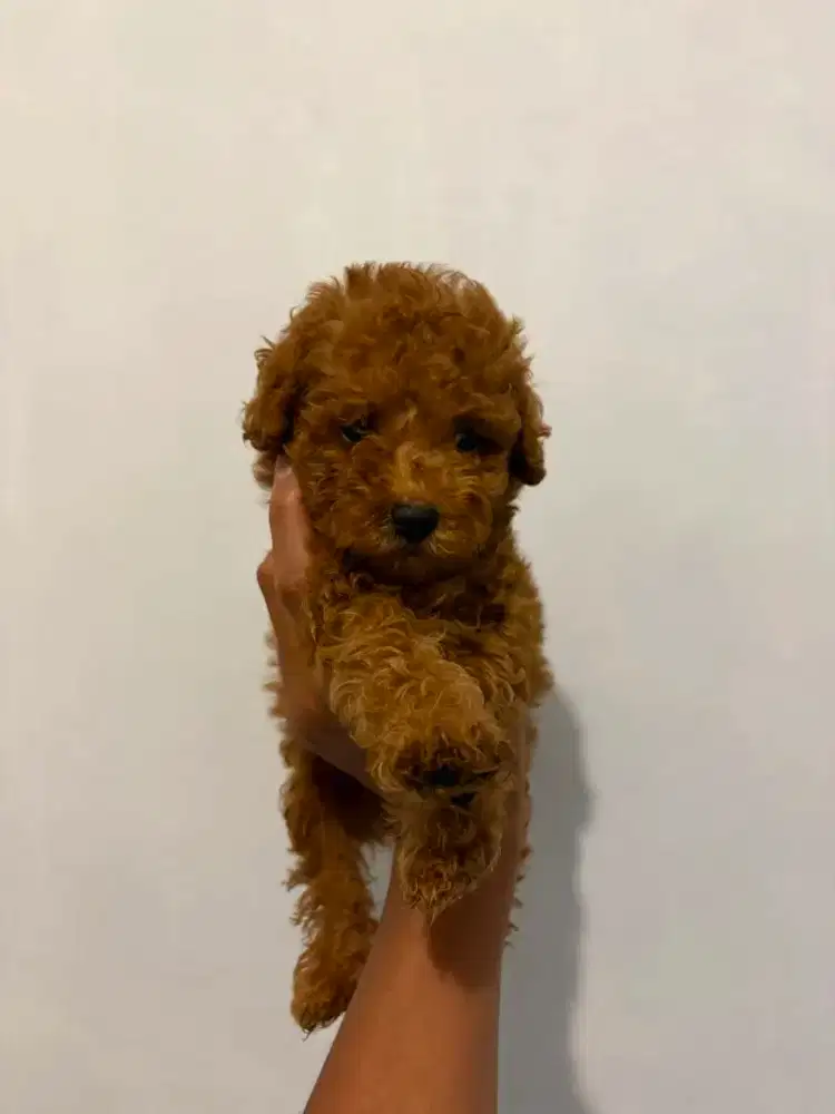 Anjing Poodle Red