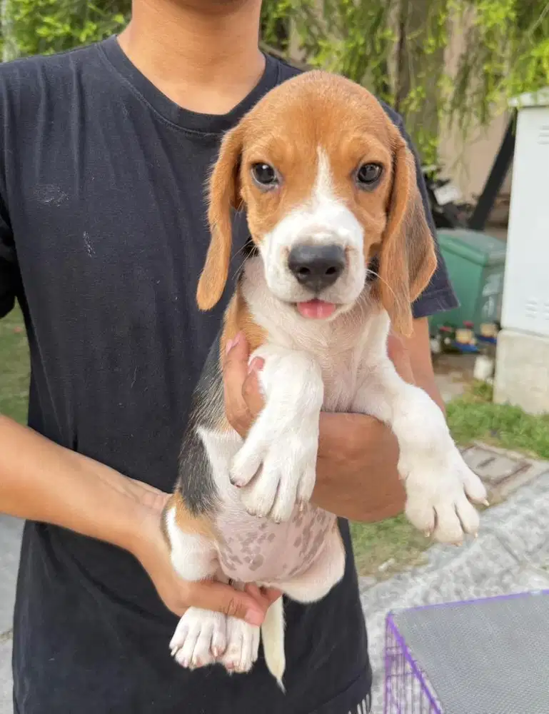 Beagle super betina