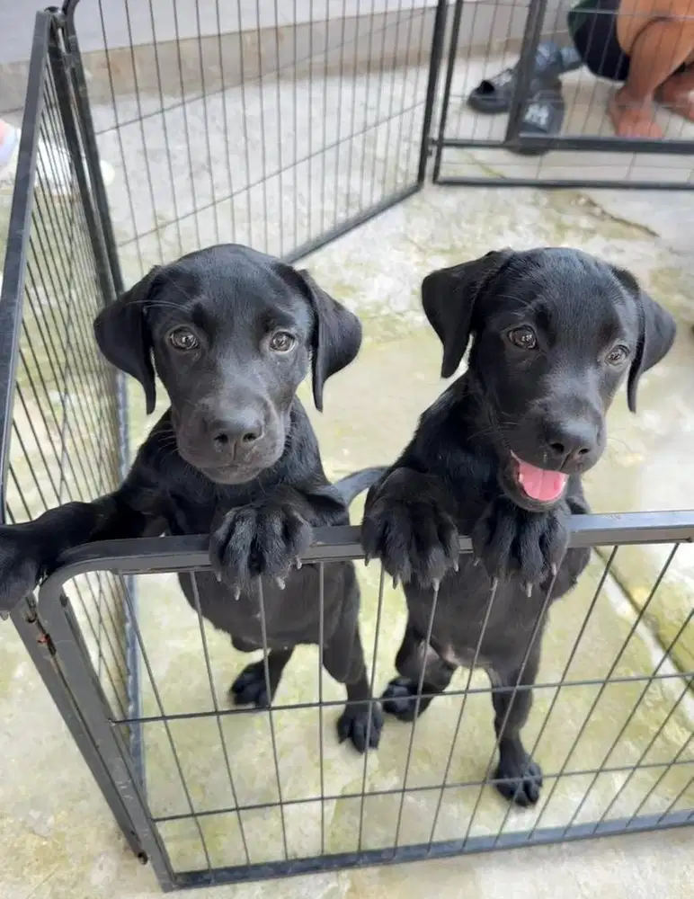 Labrador BLACK color