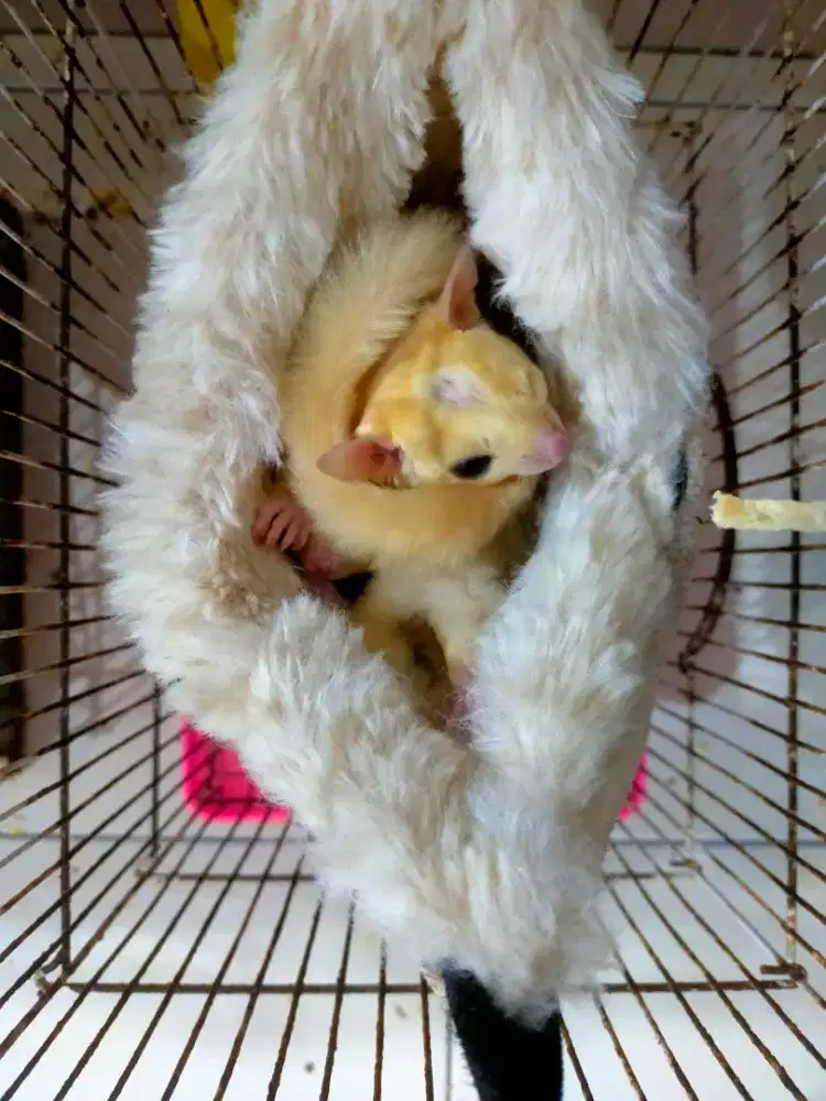 Sugar Glider Leu dan WF