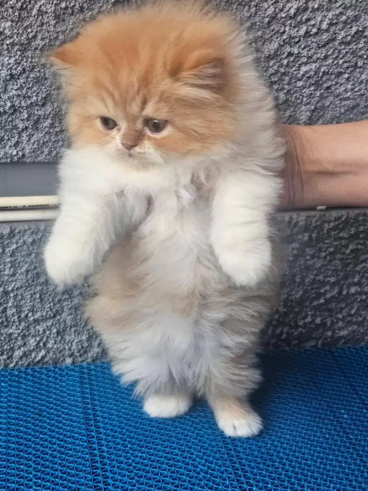 Kitten flatnose