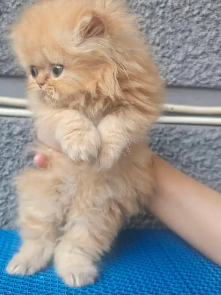 Kitten flatnose