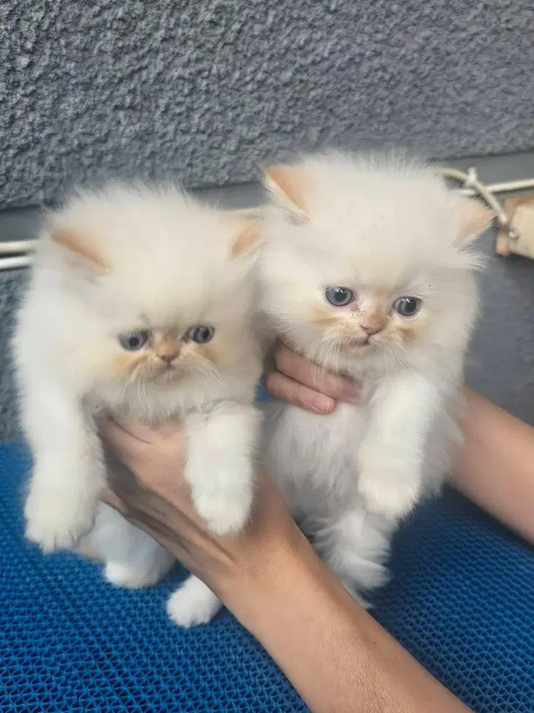 Kitten flatnose