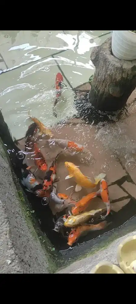 Ikan koi 16 ekor