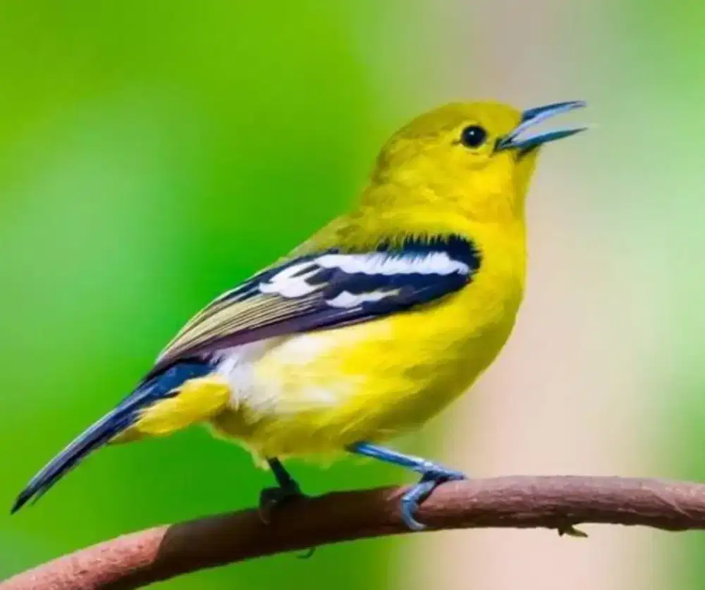 Cari Burung Cipoh Jantan
