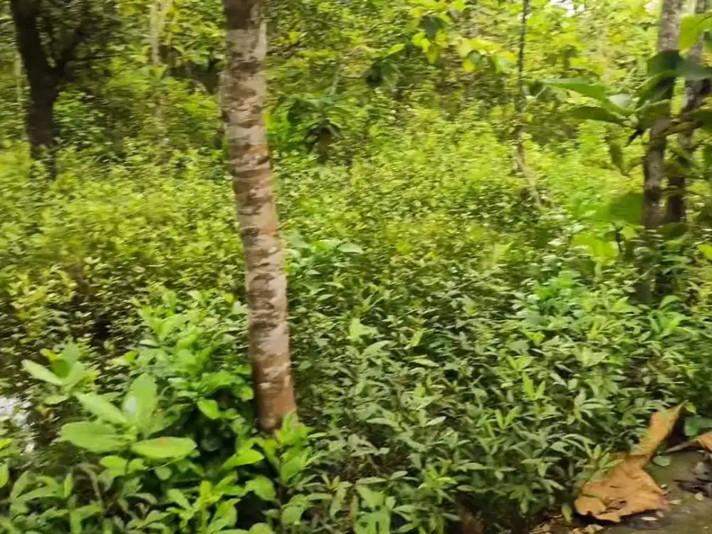 Tanah Pekarangan, Subur