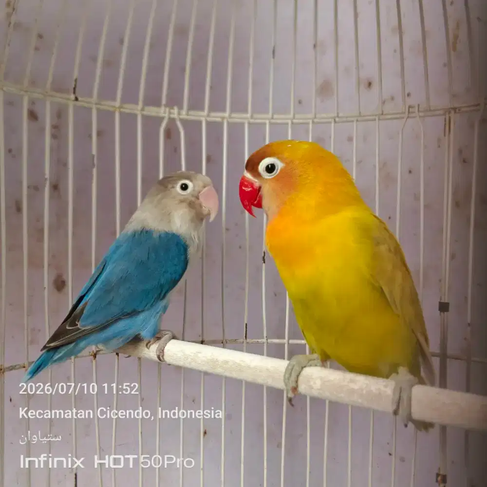 Lovebird dewasa aktif