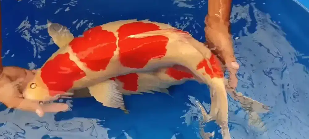 Ikan koi kohaku