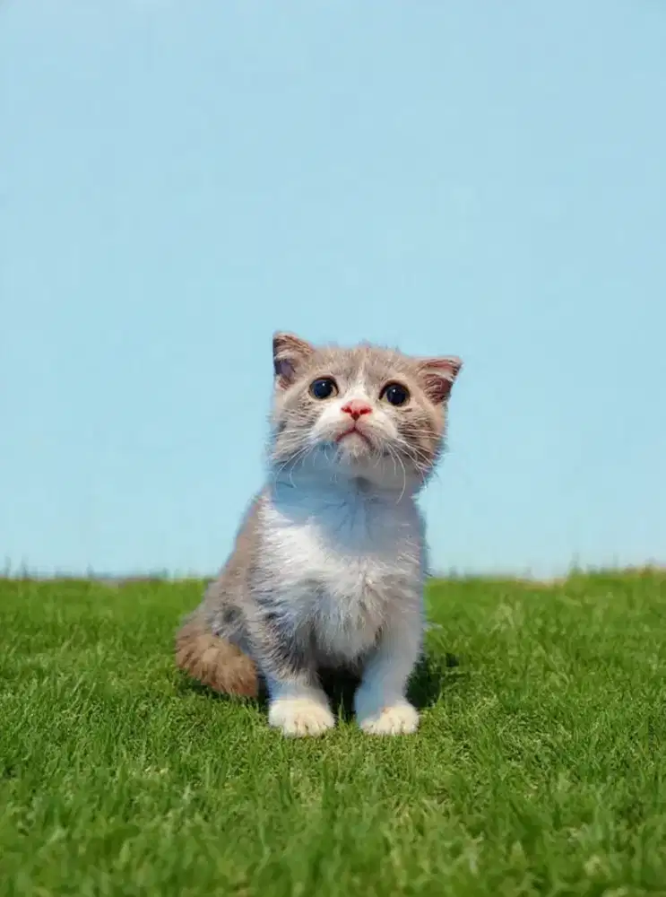 Gaelic Fold Bico Fawn Munchkin BSH Scottish Fold Betina Kitten